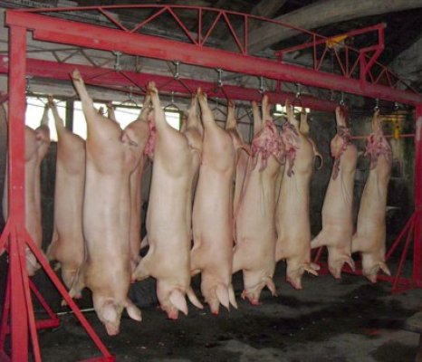 Elveţia interzice importul de porci din România
